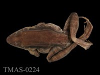 藏品(貢德氏蛙)的圖片